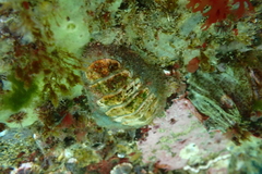 Mopaliinae