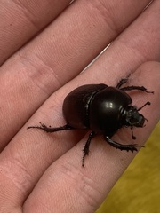 Geotrupes blackburnii