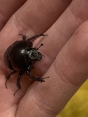 Geotrupes blackburnii