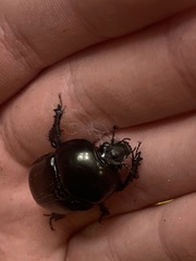 Geotrupes blackburnii