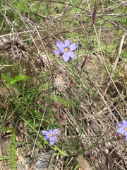 Sisyrinchium mucronatum