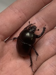 Geotrupes blackburnii