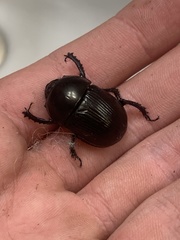 Geotrupes blackburnii