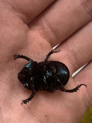 Geotrupes blackburnii