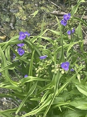 Tradescantia