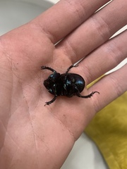 Geotrupes blackburnii