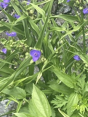 Tradescantia