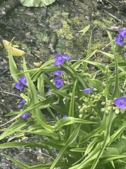 Tradescantia