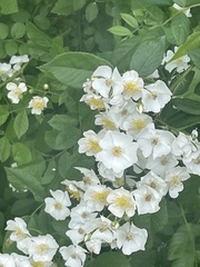 Rosa