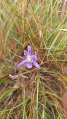 Brodiaea elegans elegans