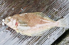 Citharichthys sordidus