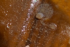 Corambe