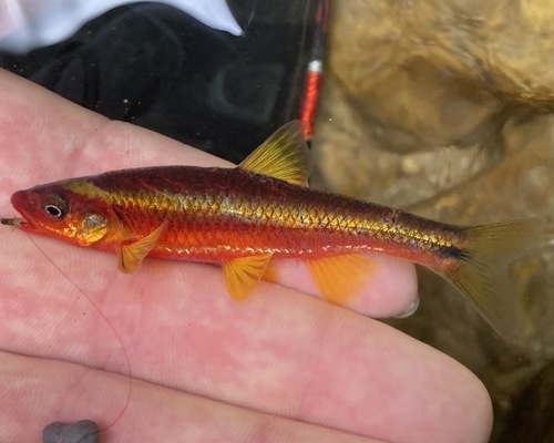 Vuur-shiner (Notropis rubricroceus) — Cyprinidae — 2