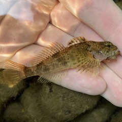 Cottus baileyi
