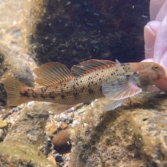 Swannanoa Darter photo 3