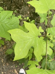 Liriodendron tulipifera