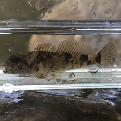 Cottus baileyi