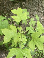 Liriodendron tulipifera
