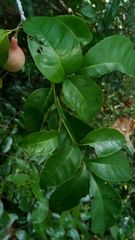 Meliaceae
