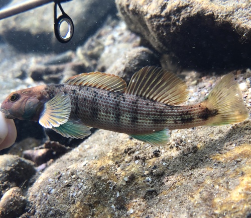 Swannanoa darter (Etheostoma swannanoa) — Percidae
