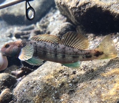 Swannanoa Darter photo 2