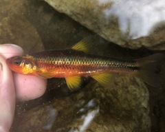Notropis rubricroceus
