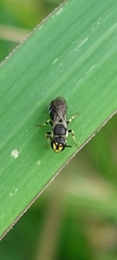 Lambdopsis