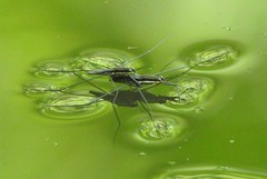 Aquarius conformis
