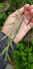 Elymus svensonii