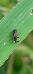 Lambdopsis