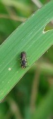 Lambdopsis