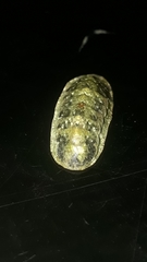 Stenoplax limaciformis