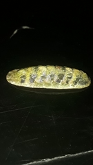 Stenoplax limaciformis