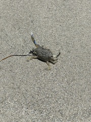Callinectes similis