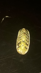 Stenoplax limaciformis