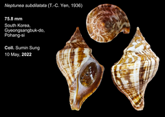Neptunea subdilatata