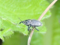 Sphenophorus zeae