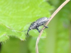 Sphenophorus zeae