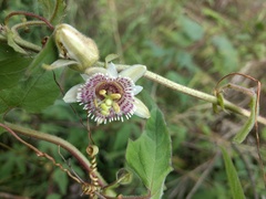 Passiflora exsudans
