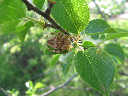 Križiak hrbatý (Araneus angulatus)
