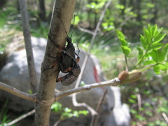 Otiorhynchus cardiniger