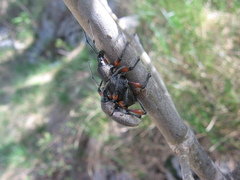 Otiorhynchus cardiniger