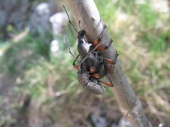 Otiorhynchus cardiniger