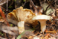 Russula marangania