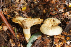 Russula marangania