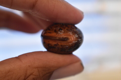 Macropsychanthus comosus