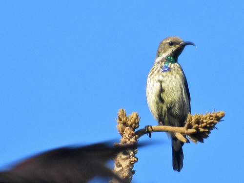 Amethyst Sunbird