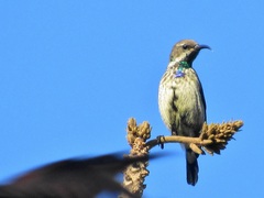 Amethyst Sunbird photo 5