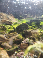 Crenichthys baileyi moapae
