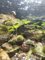 Crenichthys baileyi moapae